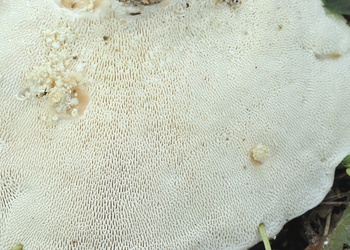 Buckel-Tramete (Trametes gibbosa) - © Michaela und Gernot Friebes